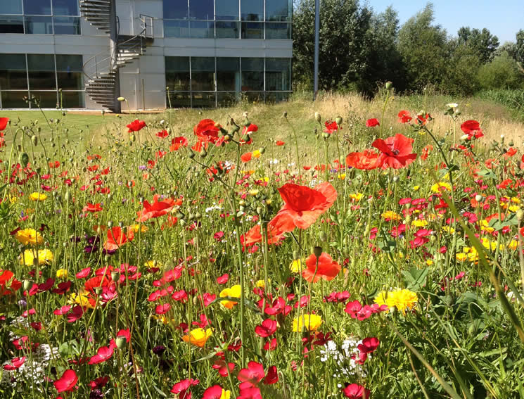 Wildflowers added by hydroseeding